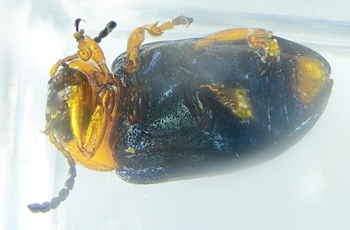 Réf. 338 507 : Gastrophysa polygoni